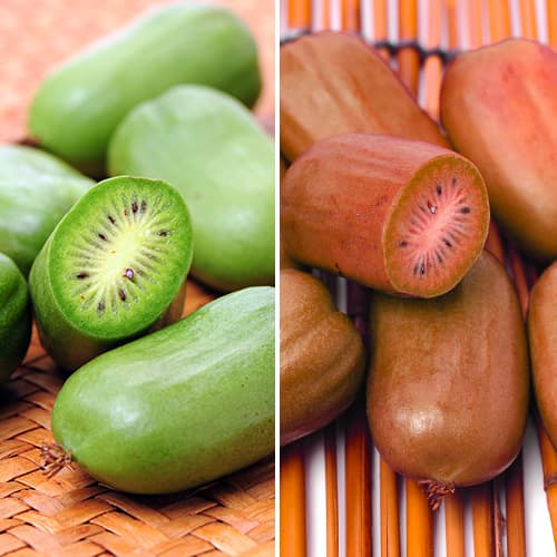 Super nabídka! Sada minikiwi Duo obrázek 1 artikel 9337