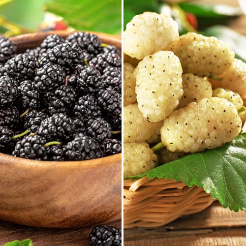 Super nabídka! Sada moruší - 2 sazenice obrázek 1 artikel 5861