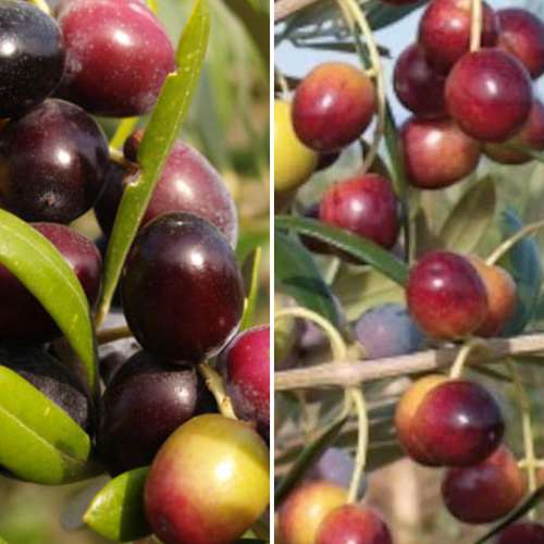 Super nabídka! Sada Olivovník (Oliva), 2 sazenice obrázek 1 artikel 4882