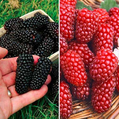 Super nabídka! Sada Ostružina a malina, 2 sazenice artikel fotografie 1 Super nabídka! Sada Ostružina a malina, 2 sazenice obrázek 1 artikel 4915