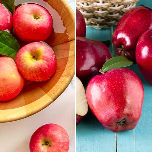 Super nabídka! Sada ovocných produktů, 2 sazenice obrázek 1 artikel 5872