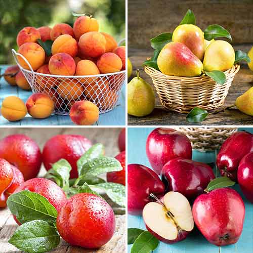 Super nabídka! Sada ovocných produktů, 4 sazenice obrázek 1 artikel 5873