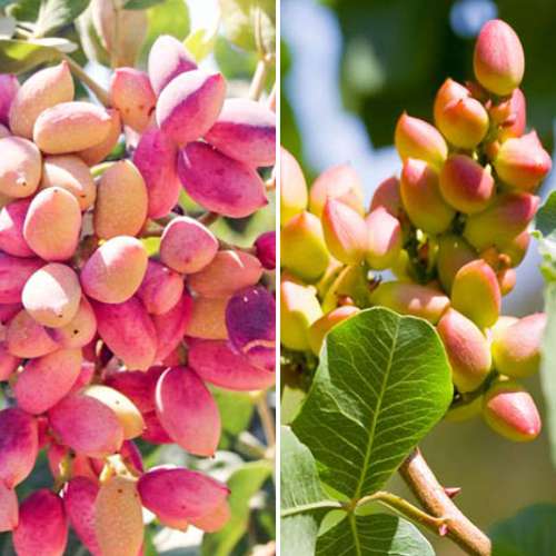 Super nabídka! Sada Pistácií, 2 sazenice obrázek 1 artikel 4883