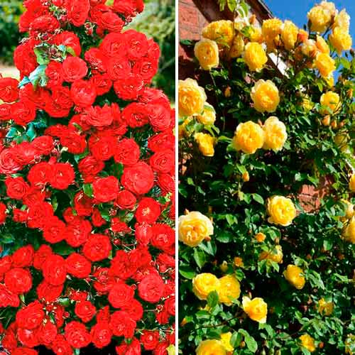 Super nabídka! Sada pnoucích růží Duo, 2 sazenice artikel fotografie 1 Super nabídka! Sada pnoucích růží Duo, 2 sazenice obrázek 1 artikel 3699