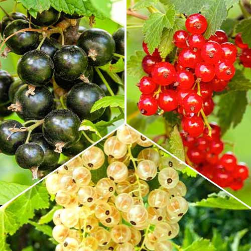 Super nabídka! Sada rybíz Trio, 3 sazenice obrázek 1 artikel 5845