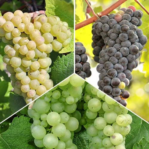 Super nabídka! Sada vinné révy, 3 sazenice obrázek 1 artikel 4908