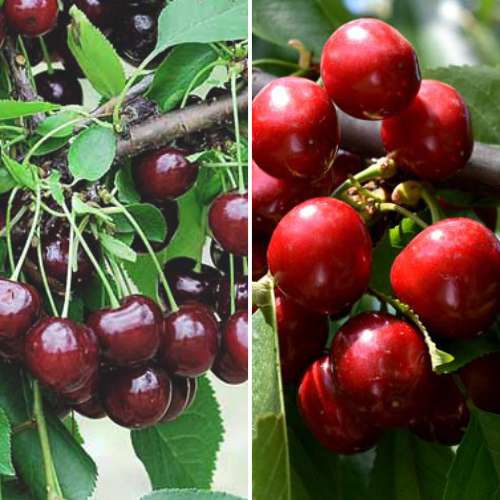 Super nabídka! Sada Úrodné léto, 2 sazenice obrázek 1 artikel 4874