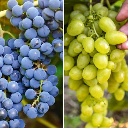 Super nabídka! Sada velmi rané vinné révy, 2 odrůdy artikel fotografie 1 Super nabídka! Sada velmi rané vinné révy, 2 odrůdy obrázek 1 artikel 4958