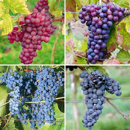 Super nabídka! Sada vinné révy Excellence, 4 sazenice obrázek 1 artikel 4905