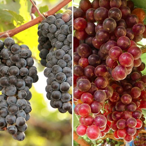 Super nabídka! Sada vinné révy Růžové víno, 2 odrůdy artikel fotografie 1 Super nabídka! Sada vinné révy Růžové víno, 2 odrůdy obrázek 1 artikel 5577