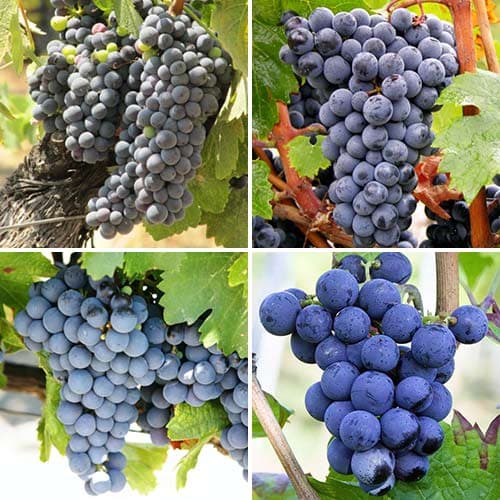 Super nabídka! Sada vinné révy, 4 sazenice obrázek 1 artikel 4907