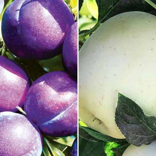 Super nabídka! Sada Zahrada u statku, 2 sazenice artikel fotografie 1 Super nabídka! Sada Zahrada u statku, 2 sazenice obrázek 1 artikel 4876