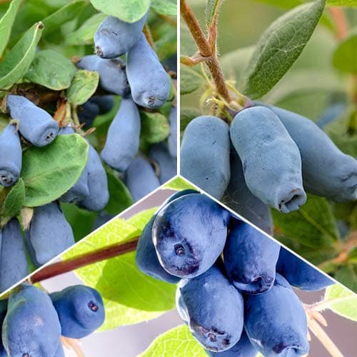 Super nabídka! Sada 3 sazenic zimolezu artikel fotografie 1 Super nabídka! Sada 3 sazenic zimolezu obrázek 1 artikel 5864