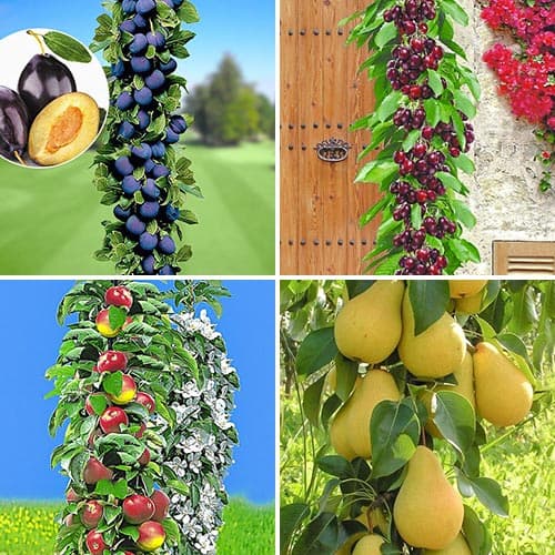 Super nabídka! Sadová sada, 4 stromy artikel fotografie 1 Super nabídka! Sadová sada, 4 stromy obrázek 1 artikel 1955