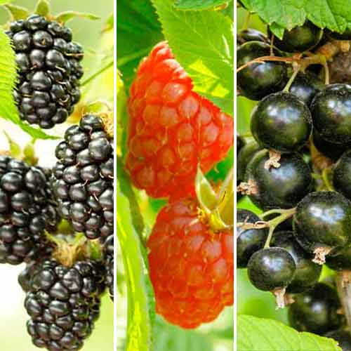 Super nabídka! Set Bobulový koktejl ze tří druhů obrázek 1 artikel 5847