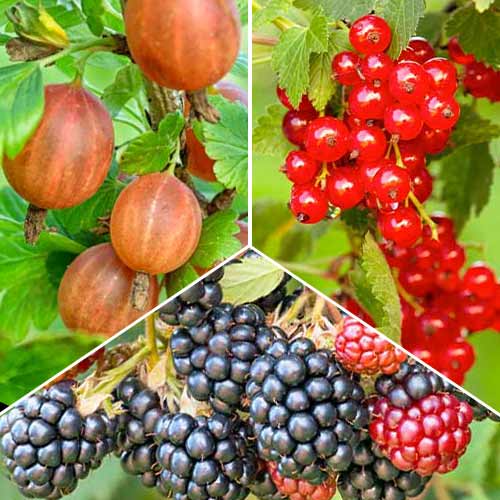 Super nabídka! Set Bobulový multivitamin ze tří druhů obrázek 1 artikel 5848