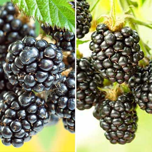 Super nabídka! Set Ostružinový duet, 2 sazenice obrázek 1 artikel 5390