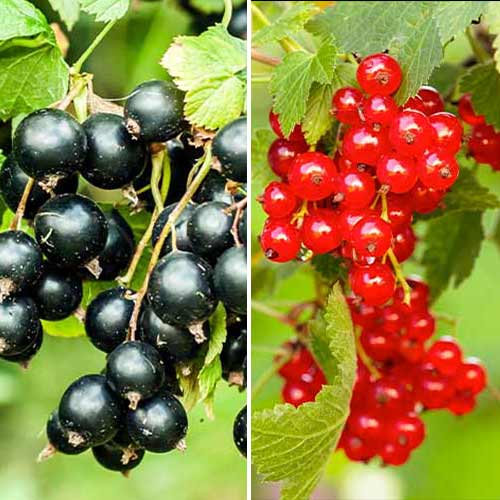 Super nabídka! Set Rybízový duet, 2 sazenice obrázek 1 artikel 5849