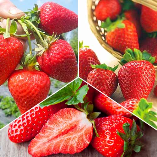 Super nabídka! Superremontantná sada z 3 odrůd jahodníků obrázek 1 artikel 5416