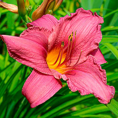 Denivka (Hemerocallis) Dark Pink obrázek 1 artikel 2049