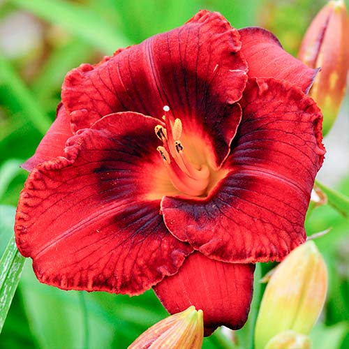 Denivka (Hemerocallis) Dark red artikel fotografie 1 Denivka (Hemerocallis) Dark red obrázek 1 artikel 2047