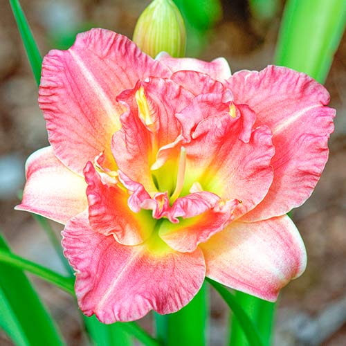 Denivka (Hemerocallis) Pink obrázek 1 artikel 2048