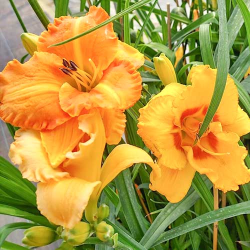 Denivka (Hemerocallis) Yellow artikel fotografie 1 Denivka (Hemerocallis) Yellow obrázek 1 artikel 2050