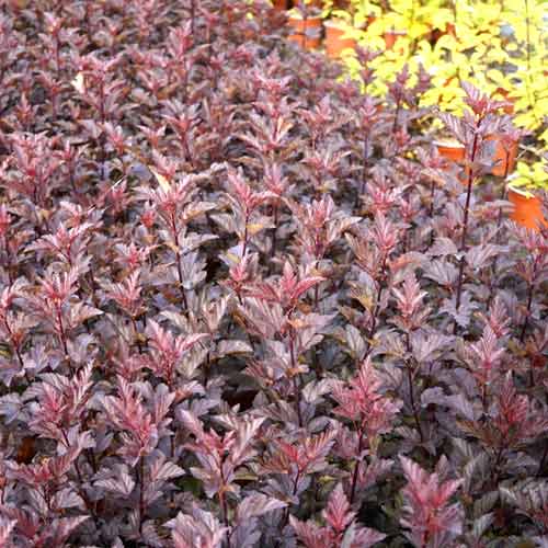 Tavola Armadillo, C3 obrázek 1 artikel 8561