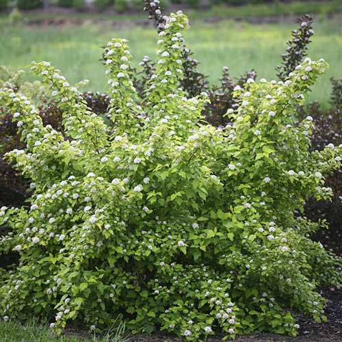 Tavola Dart's Gold, C3 obrázek 1 artikel 7726