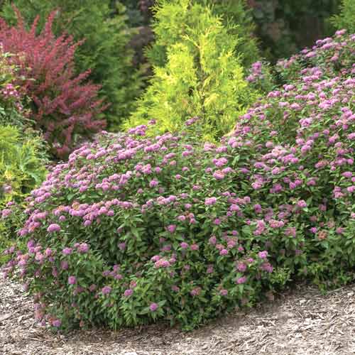 Tavolník Double Play Artist ®, C3 artikel fotografie 1 Tavolník Double Play Artist ®, C3 obrázek 1 artikel 8581