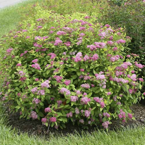 Tavolník Double Play Big Bang ®, C3 obrázek 1 artikel 8582