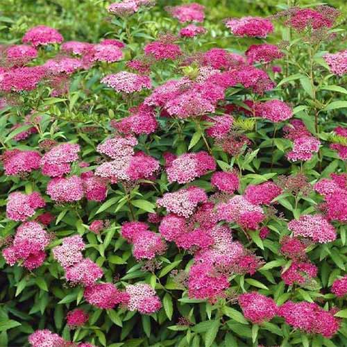 Tavolník japonský Anthony Waterer obrázek 1 artikel 4811