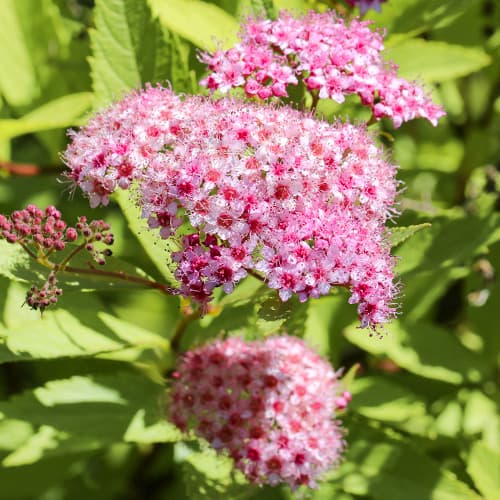 Tavolník japonský Crispa obrázek 1 artikel 2044