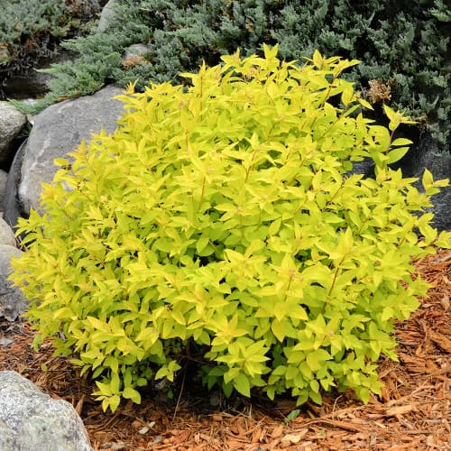 Tavolník japonský Goldmound obrázek 1 artikel 2045