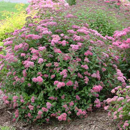 Tavolník japonský Neon Flash obrázek 1 artikel 4812