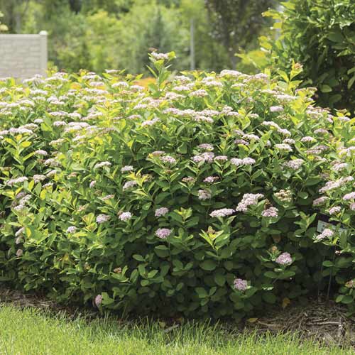 Tavolník Pink Sparkler PBR, C3 artikel fotografie 1 Tavolník Pink Sparkler PBR, C3 obrázek 1 artikel 8579