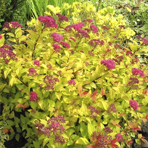 Tavolník popelavý Golden Princess, C3 obrázek 1 artikel 7730