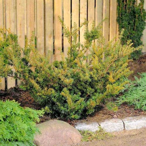 Tis Farmen obrázek 1 artikel 9690