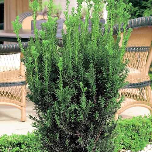 Tis Hillii obrázek 1 artikel 9691