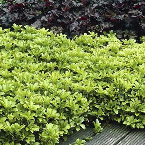 Tlustonitník (Pachysandra) klasnatý obrázek 1 artikel 4773