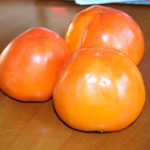 Tomel japonský Hana Fuyu obrázek 1 artikel 4862