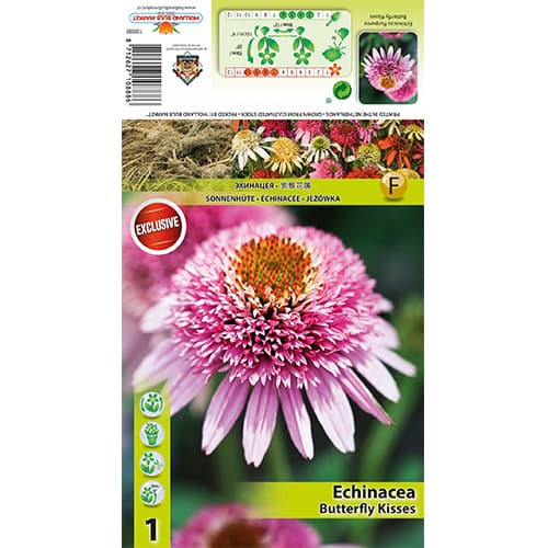 Třapatka Butterfly Kisses artikel fotografie 1 Třapatka Butterfly Kisses obrázek 1 artikel 77833