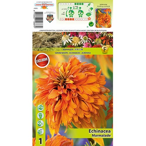 Třapatka Marmalade obrázek 1 artikel 77832