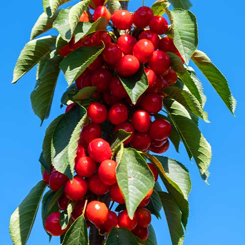 Třešeň (columnar) Her Torra obrázek 1 artikel 2010