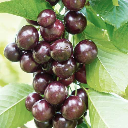 Třešeň (columnar) Narana obrázek 1 artikel 2011