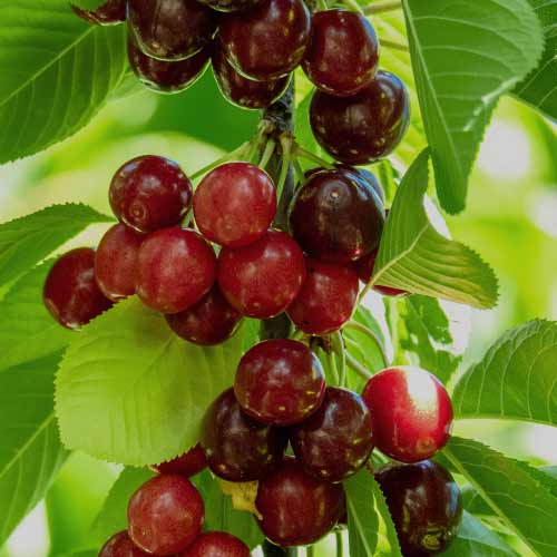 Třešeň (columnar) Sabrina obrázek 1 artikel 2013