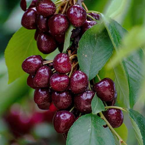 Třešeň (columnar) Samba artikel fotografie 1 Třešeň (columnar) Samba obrázek 1 artikel 2014