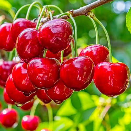 Třešeň Elegant Joy, С2 obrázek 1 artikel 1628