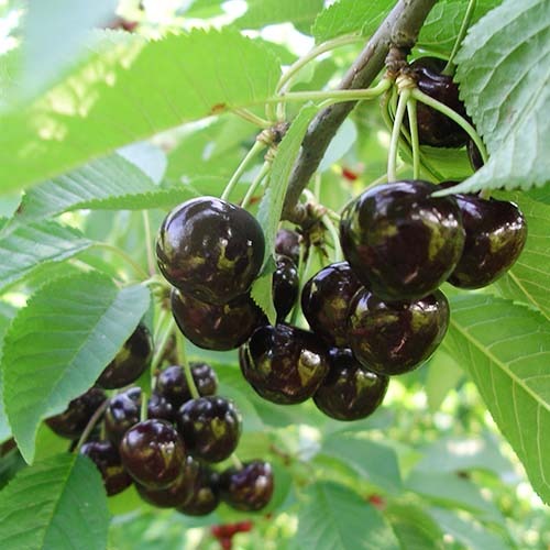 Třešeň Narana obrázek 1 artikel 4869