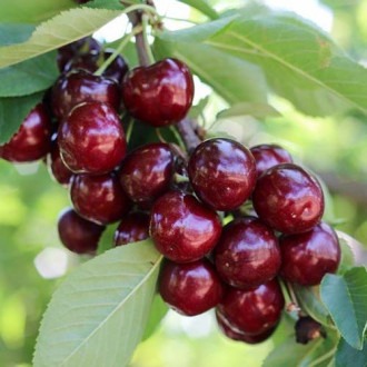 Třešeň Royal Helen artikel fotografie 1 Třešeň Royal Helen obrázek 1 artikel 4870